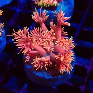 GONIOPORA RAINBOW PINK FRAG #1408015