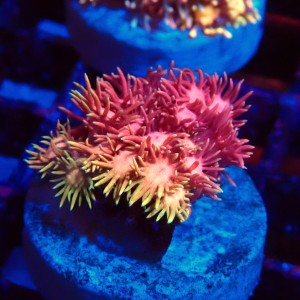 GONIOPORA RAINBOW ULTRA FRAG S #1408018