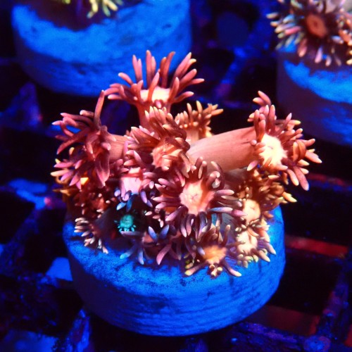 GONIOPORA GRAFTED RAINBOW FRAG S #1408021