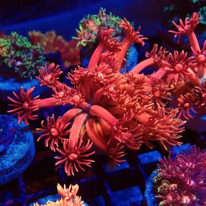 GONIOPORA RAINBOW RED #1408022