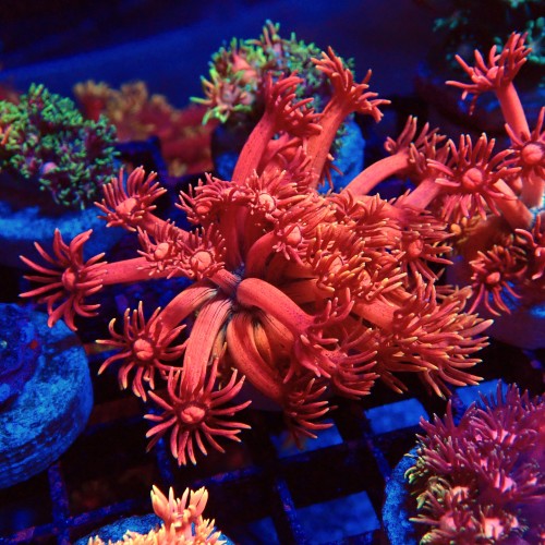 GONIOPORA RAINBOW RED #1408022