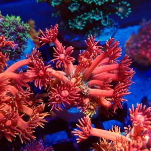 GONIOPORA RAINBOW RED #1408023