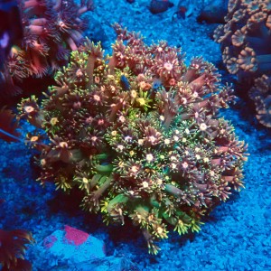 GONIOPORA RAINBOW L #1408029