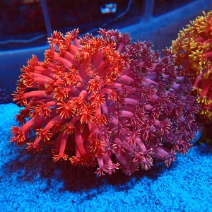 GONIOPORA ULTRA GRAFTED XXL #1408032