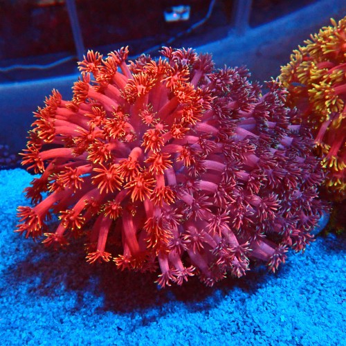 GONIOPORA ULTRA GRAFTED XXL #1408032