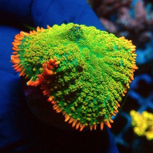 RHODACTIS TEQUILA SUNRISE #1408043