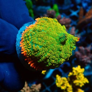 RHODACTIS TEQUILA SUNRISE #1408042
