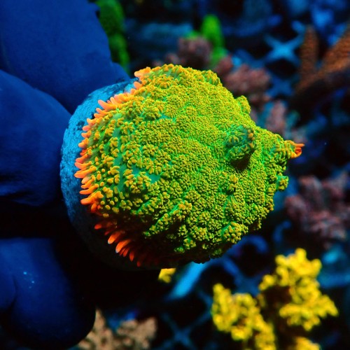 RHODACTIS TEQUILA SUNRISE #1408042