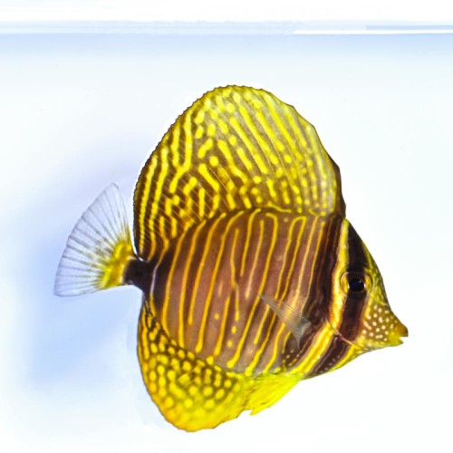 Zebrasoma desjardinii (M)