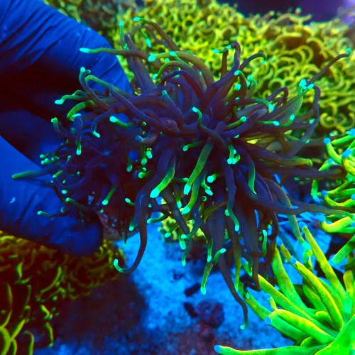 EUPHYLLIA GLABRESCENS DRAGON SOUL [2P+] #2408003