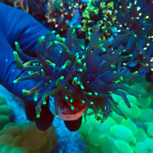 EUPHYLLIA GLABRESCENS DRAGON SOUL [2P] #2408004