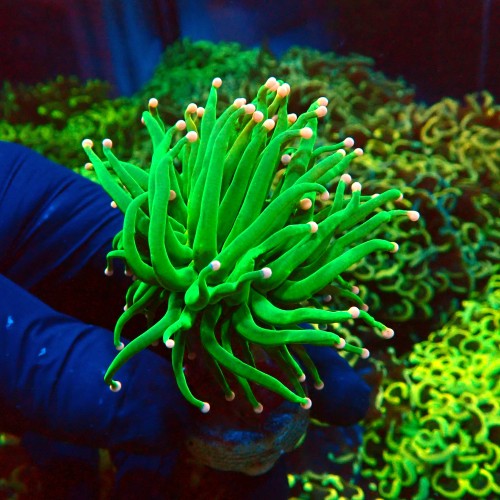 EUPHYLLIA GLABRESCENS COTTON CANDY TOXIC GREEN [1P] #2408009