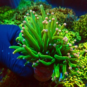 EUPHYLLIA GLABRESCENS COTTON CANDY HOLY GRAIL [2P] #2408010