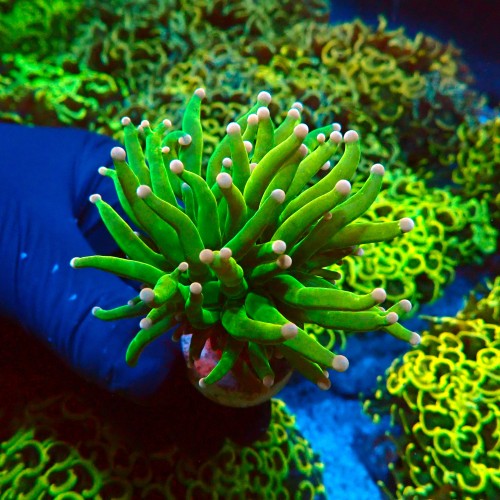 EUPHYLLIA GLABRESCENS COTTON CANDY HOLY GRAIL [1P] #2408011