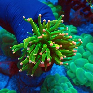 EUPHYLLIA GLABRESCENS COTTON CANDY HOLY GRAIL [1P] #2408012