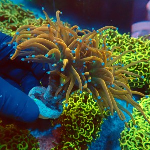 EUPHYLLIA GLABRESCENS ORANGE HOLY GRAIL [2P] #2408013