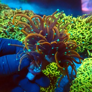 EUPHYLLIA GLABRESCENS ULTRA GOLDEN TORCH [3P] #2408014