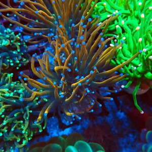 EUPHYLLIA GLABRESCENS ORANGE HOLY GRAIL [2P] #2408017