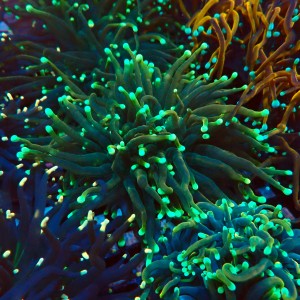 EUPHYLLIA GLABRESCENS GOLDEN GREEN TORCH [2P] #2408018