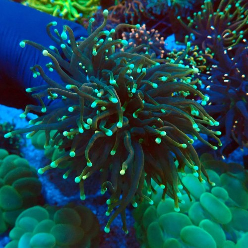 EUPHYLLIA GLABRESCENS GOLDEN GREEN TORCH [2P] #2408019