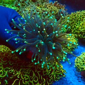 EUPHYLLIA GLABRESCENS GOLDEN GREEN TORCH [2P] #2408020