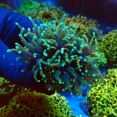 EUPHYLLIA GLABRESCENS GOLDEN TORCH NEON TIP [2P+] #2408021