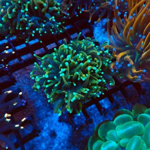 EUPHYLLIA GLABRESCENS GOLDEN TORCH NEON TIP [2P] #2408022