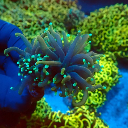 EUPHYLLIA GLABRESCENS JOKER BLACK TORCH [1P+] #2408025