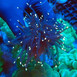 EUPHYLLIA GLABRESCENS JOKER BLACK TORCH [1P+] #2408026