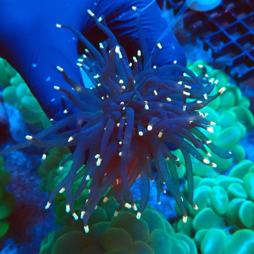 EUPHYLLIA GLABRESCENS JOKER BLACK TORCH [1P+] #2408026