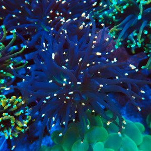 EUPHYLLIA GLABRESCENS JOKER BLACK TORCH [1P+] #2408027