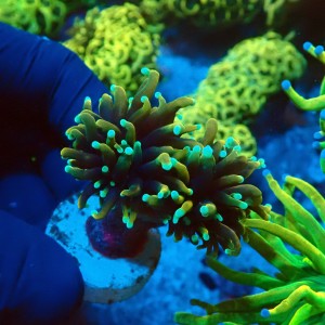 EUPHYLLIA GLABRESCENS DRAGON SOUL GRADE B [2P] #2408029