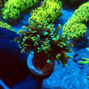 EUPHYLLIA GLABRESCENS DRAGON SOUL GRADE B [2P] #2408030