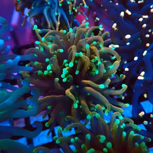 EUPHYLLIA GLABRESCENS GOLDEN TORCH NEON TIP [2P] #2408032