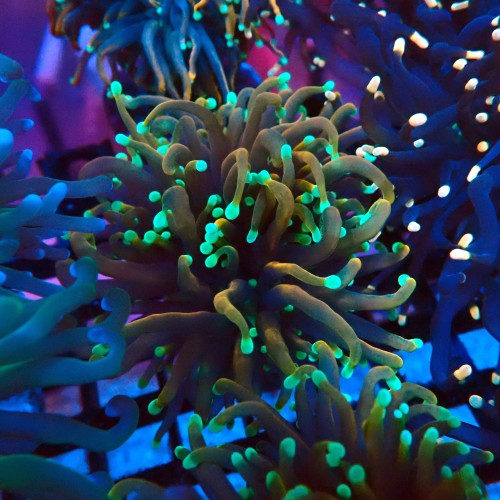 EUPHYLLIA GLABRESCENS GOLDEN TORCH NEON TIP [2P] #2408032