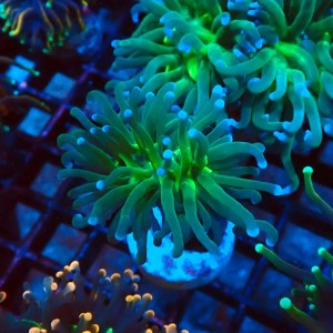 EUPHYLLIA GLABRESCENS GREEN TORCH [1P] #2408033