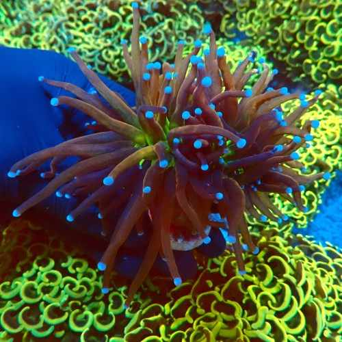 EUPHYLLIA GLABRESCENS ULTRA NYKNICKS [2P] #2408035