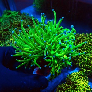EUPHYLLIA GLABRESCENS ULTRA TOXIC GREEN [2P+] #2408039