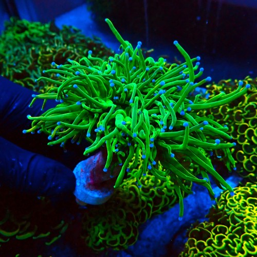 EUPHYLLIA GLABRESCENS ULTRA TOXIC GREEN [2P+] #2408040
