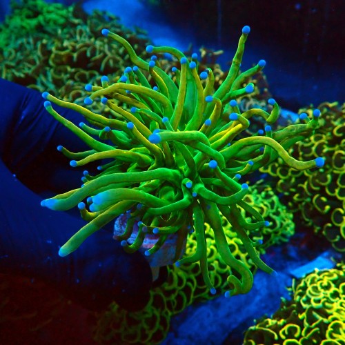 EUPHYLLIA GLABRESCENS OG HOLY GRAIL [1P+] #2408041