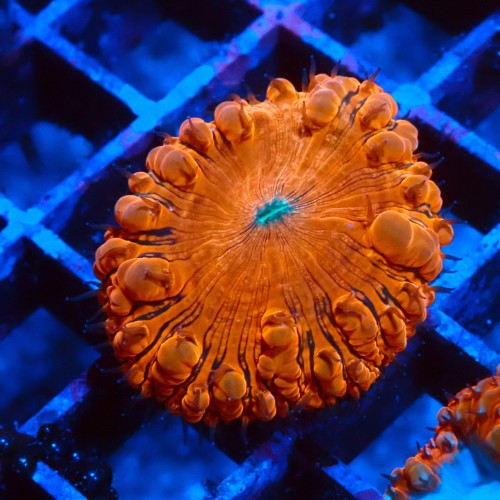 BLASTOMUSSA ULTRA ORANGE #2608053
