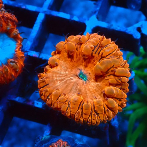 BLASTOMUSSA ULTRA ORANGE #2608051