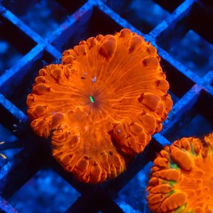 BLASTOMUSSA ULTRA ORANGE #2608050