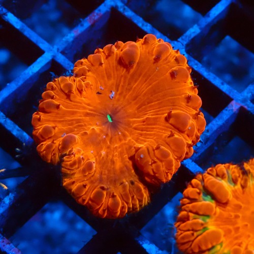 BLASTOMUSSA ULTRA ORANGE #2608050
