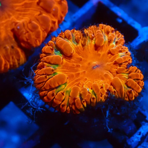 BLASTOMUSSA ULTRA ORANGE&GREEN #2608049