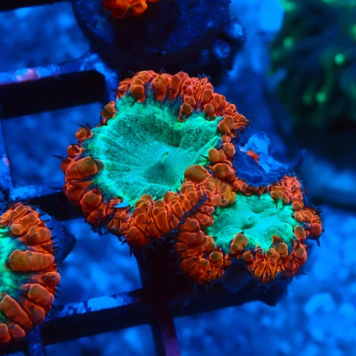 BLASTOMUSSA RED&GREEN #2608045