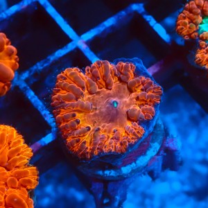 BLASTOMUSSA ORANGE #2608044