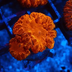 BLASTOMUSSA ULTRA ORANGE #2608043