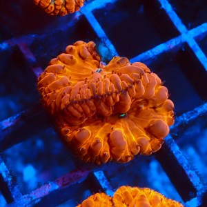 BLASTOMUSSA ULTRA ORANGE GRADE B #2608042