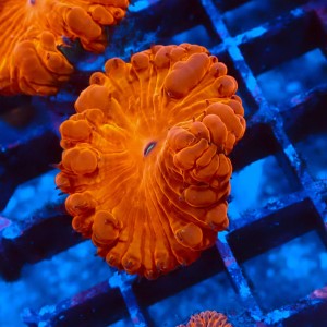 BLASTOMUSSA ULTRA ORANGE #2608041